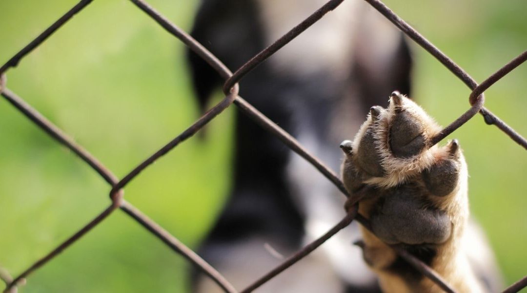 dog with his pawOmaha dog puts a paw on metal fence to show homeowner it can potentially get out on chain link fence