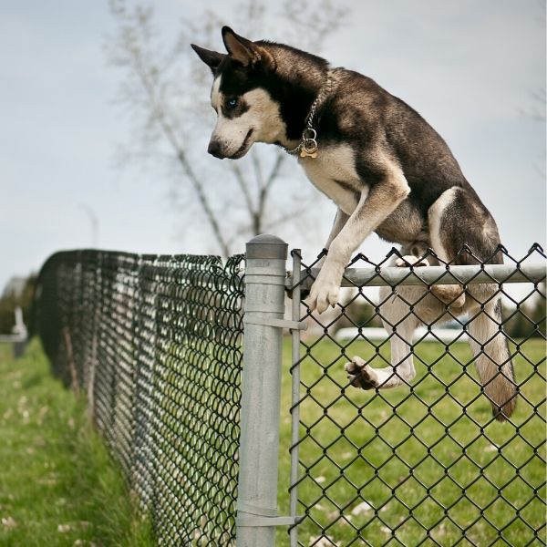 dog jumping over chain link fence