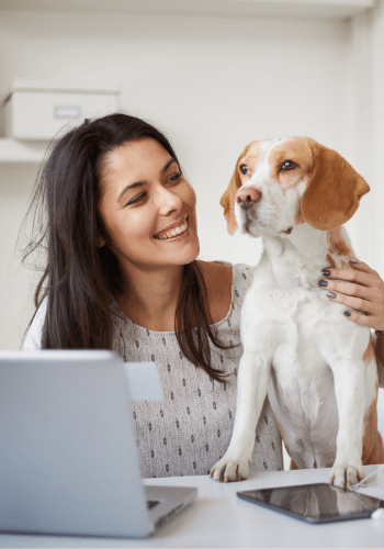 underground dog fence company