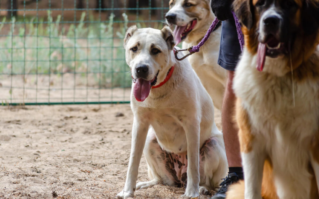 Dog Pro Underground Dog Fences, we know that most homeowners will do whatever it takes