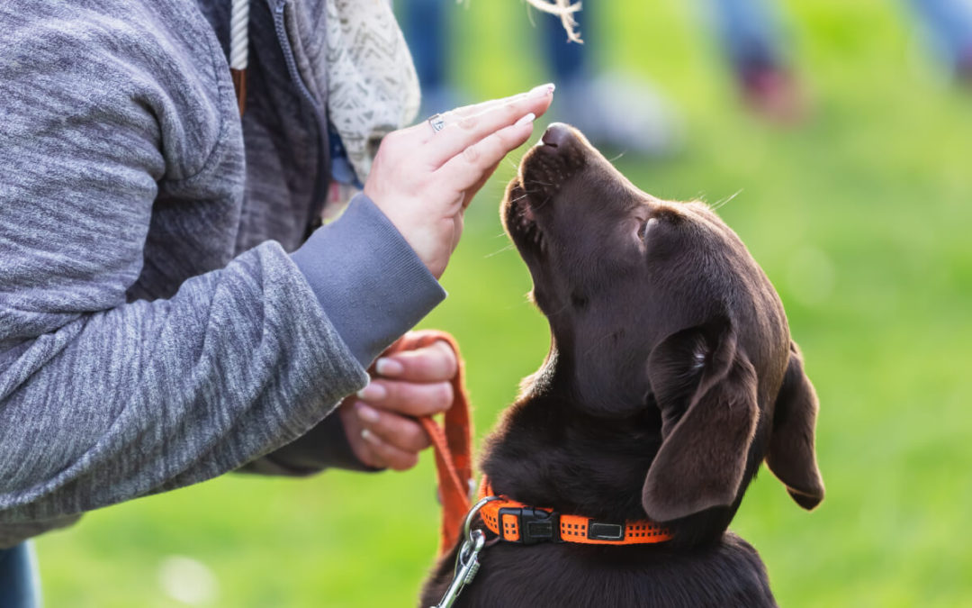 woman training dog - Fencing Facts - 5 Common Underground Fence Questions Answered